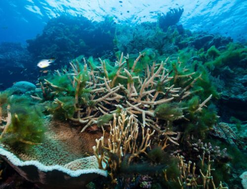 Coral reefs are at a tipping point after surging global temperatures