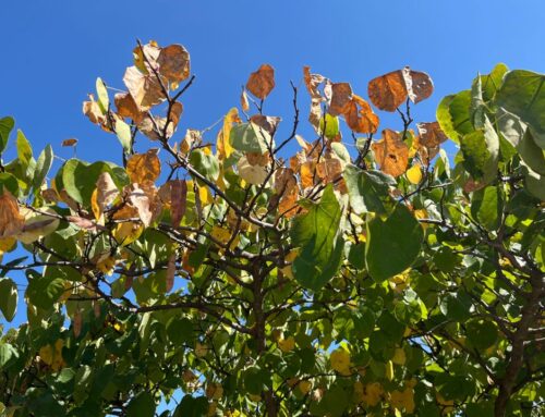 Drought persists throughout Maine, with some relief on the horizon
