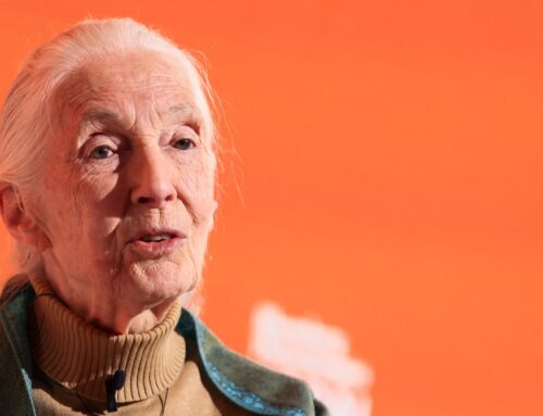 Wildlife advocate, primate expert Jane Goodall dies at 91