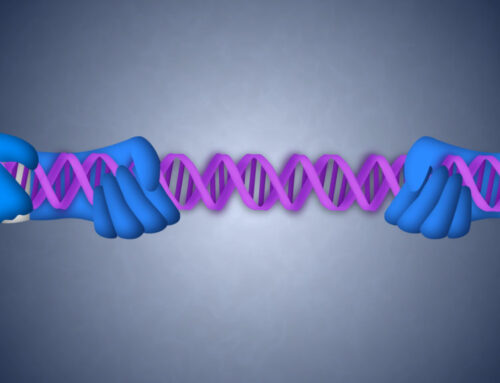 First gene-edited pig liver transplanted into a living person