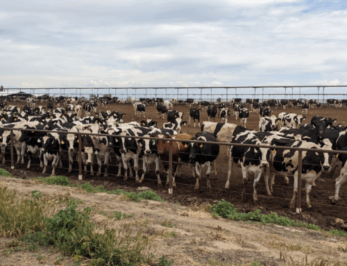 How a California Clean Energy Program Became a Boon for Big Dairies