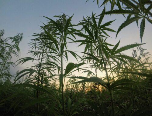 Who Benefits From Virginia’s Cannabis Chaos? Small Businesses Want Answers