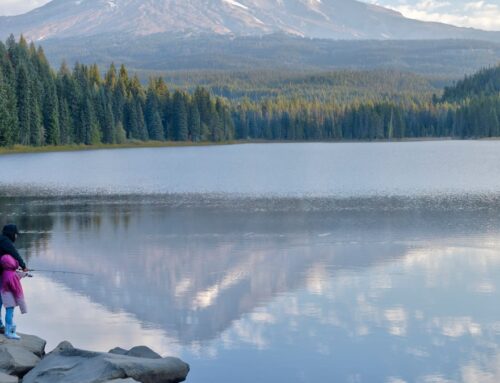 Forest Service restarts effort to change decades-old Pacific Northwest forest policy