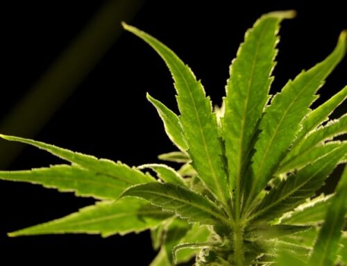 Florida court says police officers can’t search vehicles solely based on smelling marijuan
