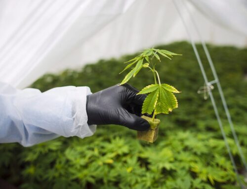 Opinion: Will Canada lead or lag as the international market opens up for medical cannabis