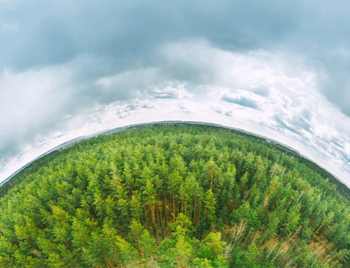 How “Plant Math” Can Help Predict the Climate’s Future