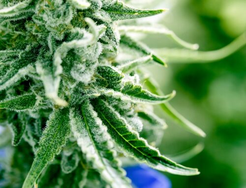 Group battling to block N.J. cannabis farm is protected by 1st Amendment, ruling says