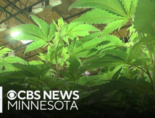 Amid Minnesota’s cannabis market rollout, few licensees have greenlight