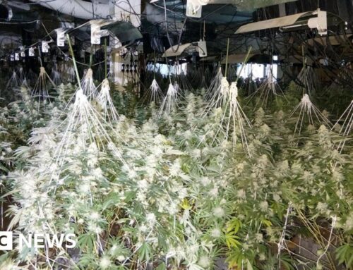 Cannabis factory worth £1.7m found in Leatherhead
