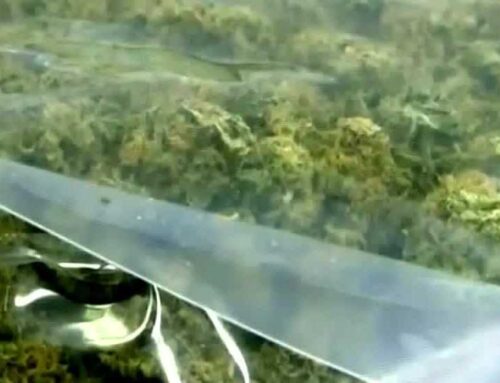 Nebraska Medical Cannabis Commission hit major milestone, begins licensing to cultivators