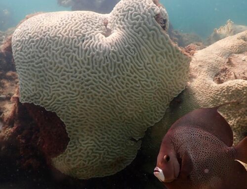 Coral reefs become first environmental system on Earth to pass climate “tipping point,” re