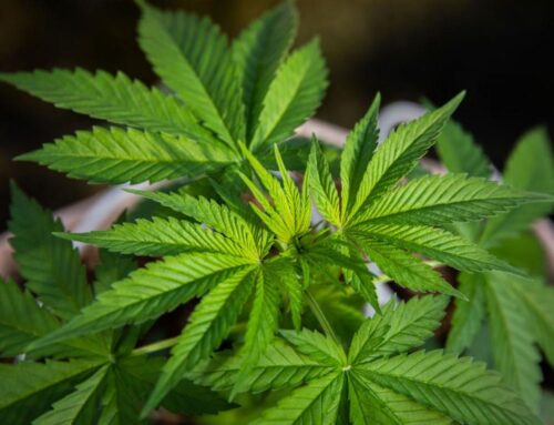 The Story Behind Will Flanagan’s Fall River Cosmopolitan Cannabis Dispensary