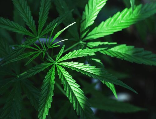 Louisville cannabis companies challenge Kentucky’s dispensary licensing in court