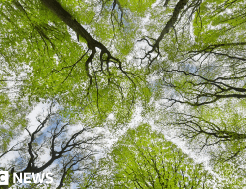 Free tree event in Cornwall to encourage greener environment
