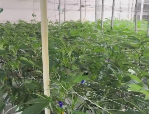 Michigan businesses brace for impact of wholesale tax on cannabis