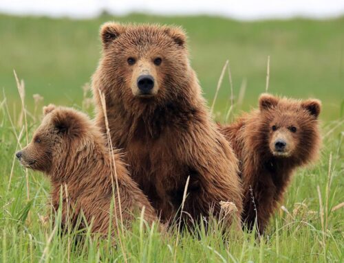 Why the definition of ‘bearish’ may vary for long-term investors