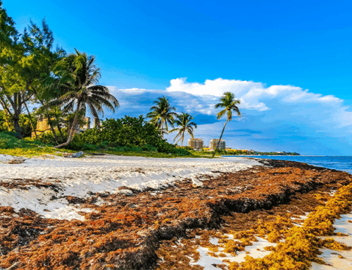 New Life for Rotting Seaweed