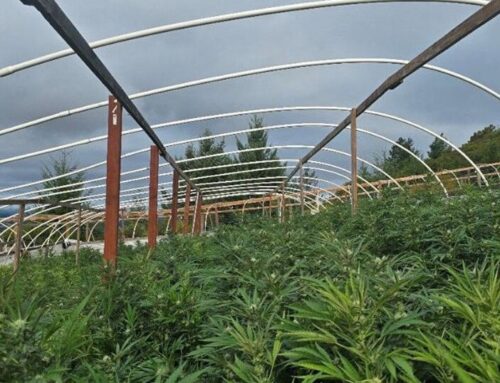 $222M in illegal cannabis seized across California in 3-month crackdown