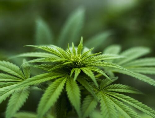 Bellville voters to weigh in on cannabis sales in the village