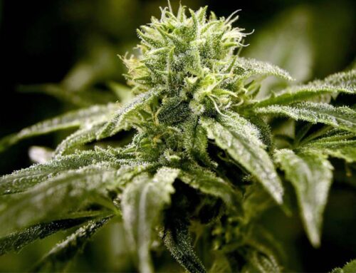 Cannabis in Salem, MA: Dispensaries, Laws & Visitor Tips