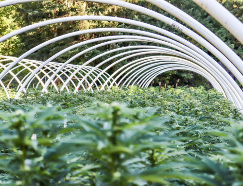 ‘An incredible experiment’: Humboldt County ends its cannabis tax