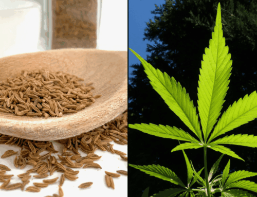 Scientists Develop New Class Of CBD Using A Common Kitchen Spice—Not Cannabis