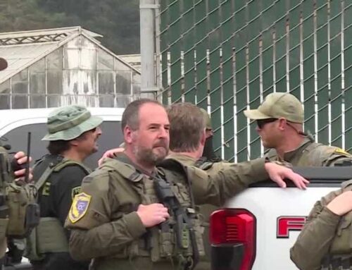 Monterey County tops statewide $222 million illegal cannabis bust; 66.5 tons destroyed