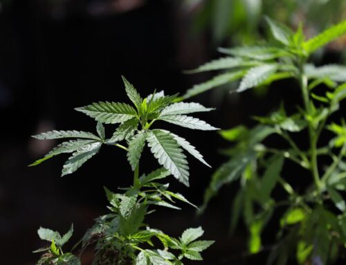 Mich. Cannabis Group Asks Judge To Block Wholesale Tax