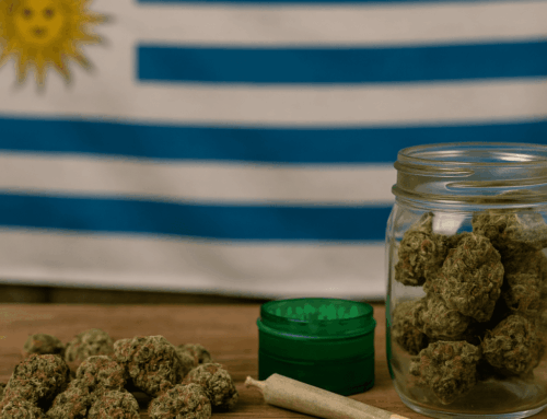 Cannabis in Uruguay: The First Country to Legalize Weed