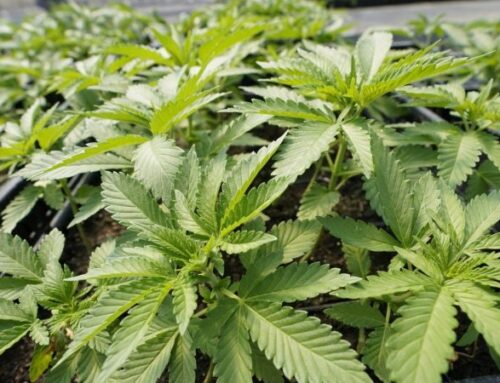 Nearly 400 pounds of illegal weed seized in Fullerton: report