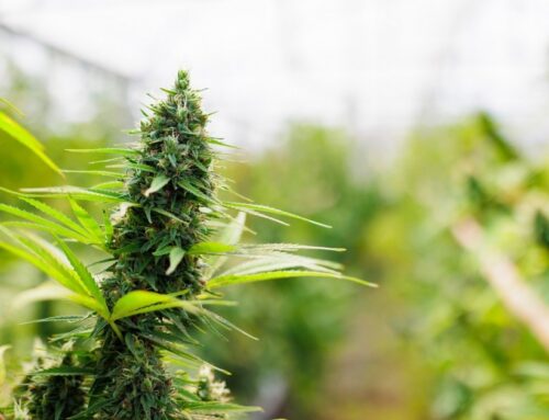 US (WV): State yet to spend money made from cannabis program