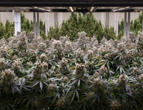 US (MI): Proposed cannabis caps could hurt consumers and small cities that rely on cannabi