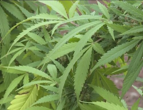 Fond du Lac Band and Minnesota sign new cannabis compact