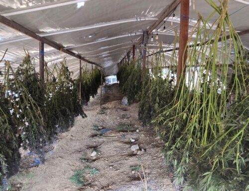 California officials seize $222 million in illegal cannabis, arrest 18 in statewide operat