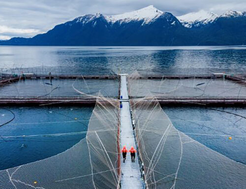 Chilean court sides with Cooke in battle with environmental watchdog