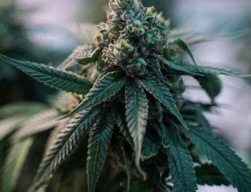 Philadelphia-area doctor recommends patients use medical marijuana for pain relief as safe