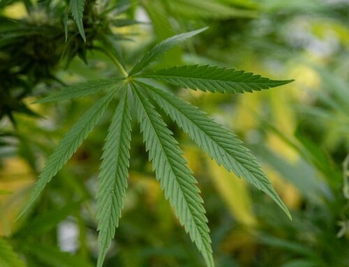Many young adults turn to cannabis for sleep—but it may backfire