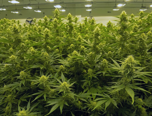 State data shows cannabis is a multimillion-dollar industry in Hampton Roads