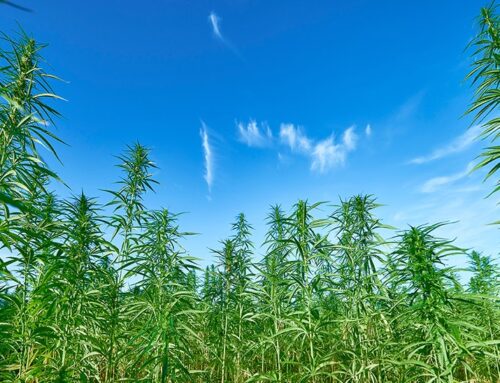 39 Attorneys General Tell Federal Lawmakers to Ban Hemp THC Products