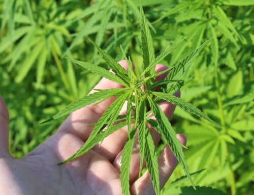 The Soil Cannabis Is Grown In Affects THC, CBD And Terpene Levels, Federally Funded Study