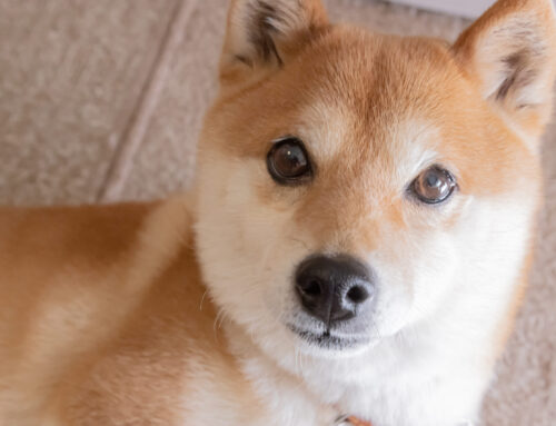 Should You Invest $1,000 in Dogecoin Right Now?