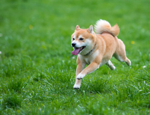Should You Invest $1,000 in Shiba Inu Right Now? @themotleyfool #stocks $SHIB