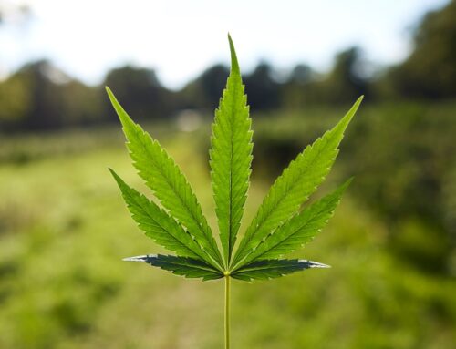 Cannabis stocks rise on bullish view from Canaccord (CURLF)