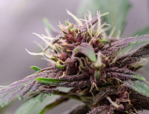 Tilray Reports Strong Q1-2026 Earnings As The Cannabis Sector Rallies (TLRY)