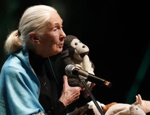 Environmental News Remembers Jane Goodall: The Woman Who Changed the World’s View on Chimp