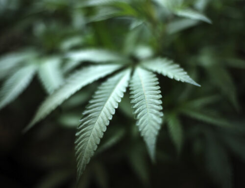 It’s been slow-growing, but more medical cannabis is set to bloom in Kentucky