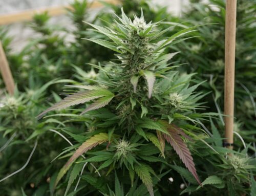 DEA promotes ad warning of cannabis laced with fentanyl (Newsletter: October 31, 2025)