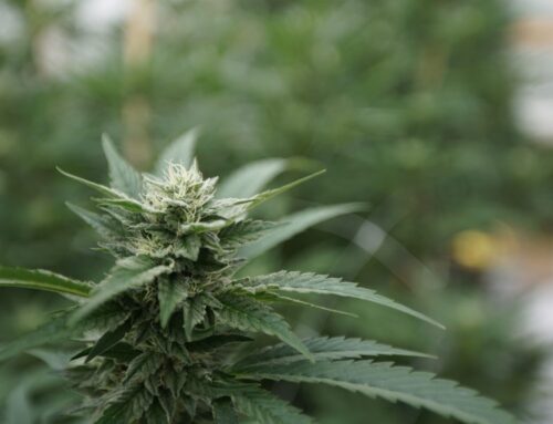 Cannabis industry case challenging prohibition hits Supreme Court (Newsletter: October 27,