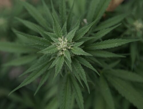 SCOTUS cannabis & guns case gets delay request (Newsletter: October 24, 2025)