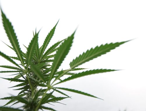 Idaho Medical Marijuana Campaign Launches Signature Drive For 2026 Legalization Ballot Ini